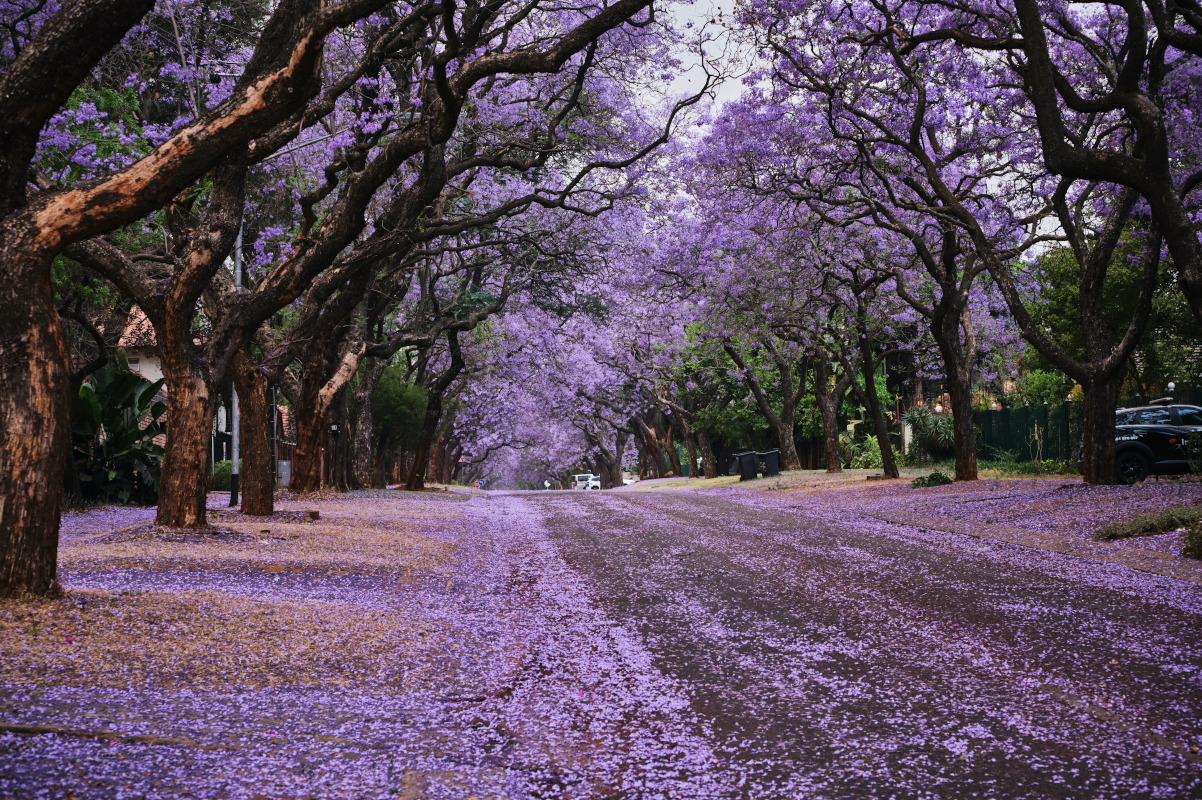 Flowering Trees for Zone 10